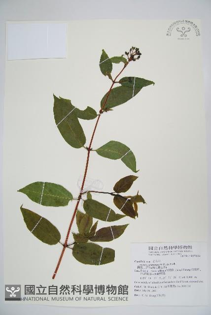 阿里山忍冬、漸尖葉忍冬藏品圖，第1張