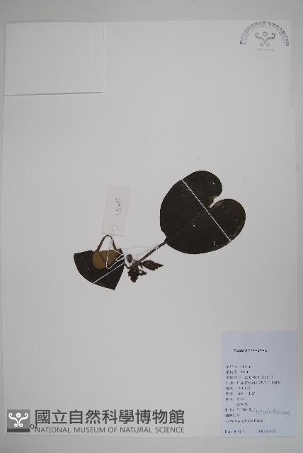 地花細辛藏品圖，第1張