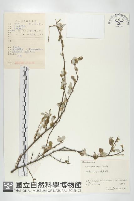 余山羊奶子藏品圖，第1張