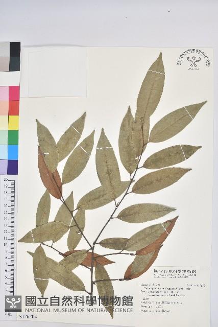 火燒柯、栲樹藏品圖，第1張