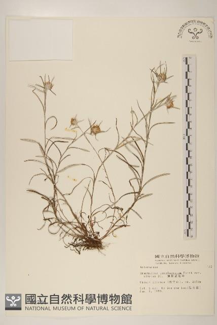 細葉鼠麴草藏品圖，第1張