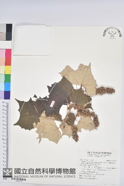 台灣白匏子藏品圖，第1張