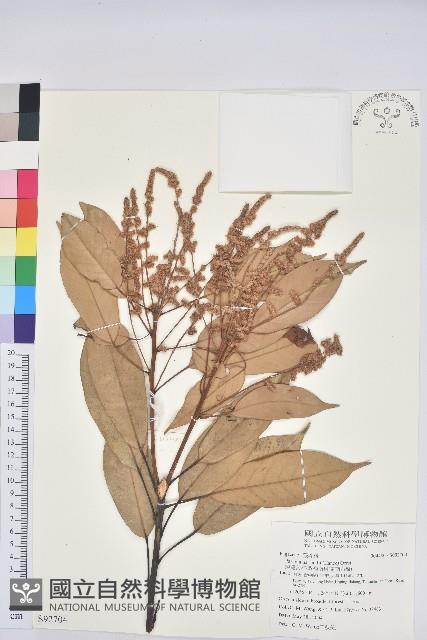 短尾葉石櫟、嶺南柯`東南石櫟藏品圖，第1張