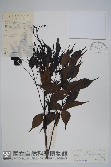 美葉菜豆樹藏品圖，第1張