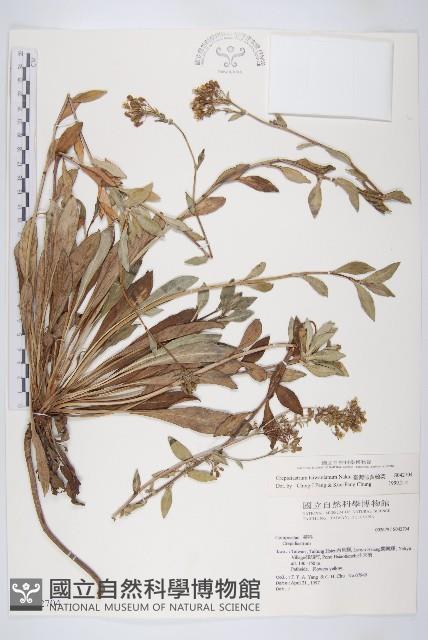 臺灣假黃鵪菜藏品圖，第1張