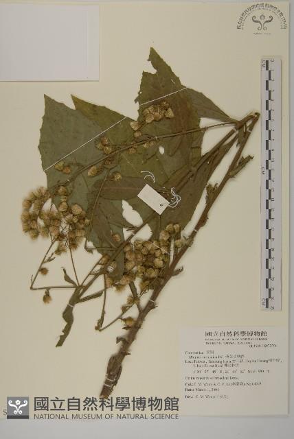 薄葉艾納香藏品圖，第1張