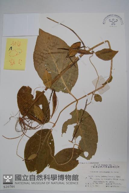 蔓剪草藏品圖，第1張