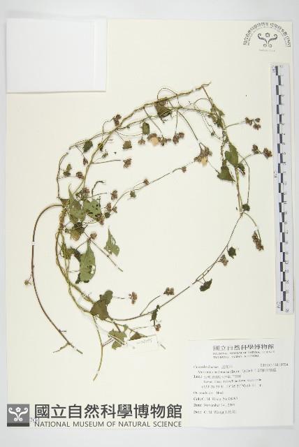 卵葉菜欒藤藏品圖，第1張