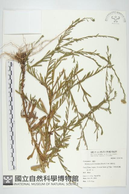 狗娃花藏品圖，第1張