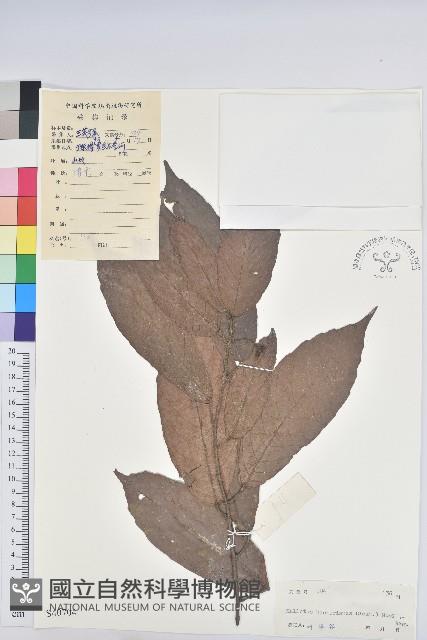 粗毛野桐藏品圖，第1張