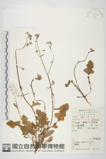 黃鵪菜藏品圖，第1張