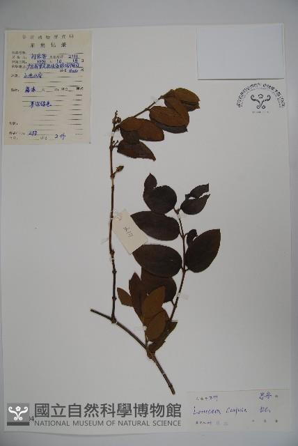 山銀花藏品圖，第1張