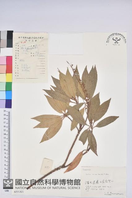 美麗馬醉木藏品圖，第1張