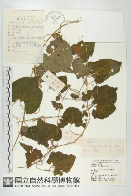 Accession Number:S035704 Collection Image, Figure 1, Total 3 Figures