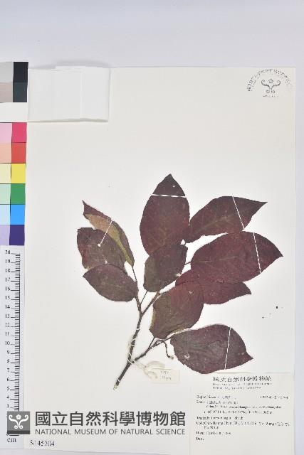 登錄號:S145704藏品圖，第1張