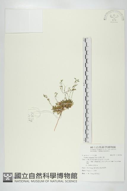 臺灣山薺藏品圖，第1張