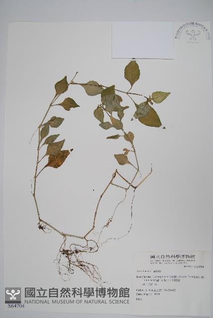 登錄號:S064704藏品圖，第1張