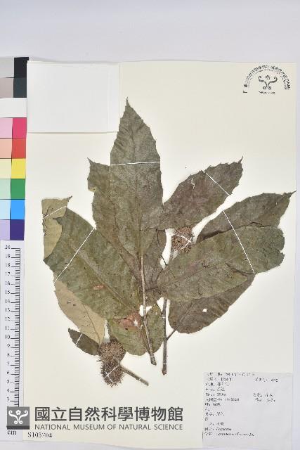 板栗藏品圖，第1張