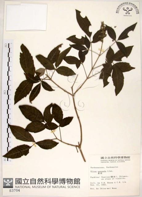 黃荊藏品圖，第1張