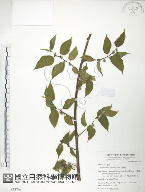 小構樹藏品圖，第1張