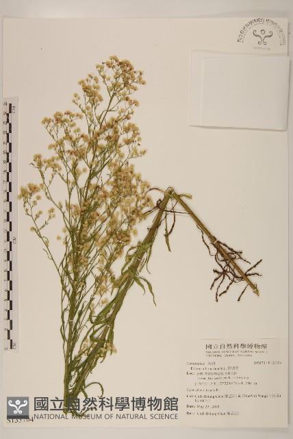 野塘蒿藏品圖，第1張