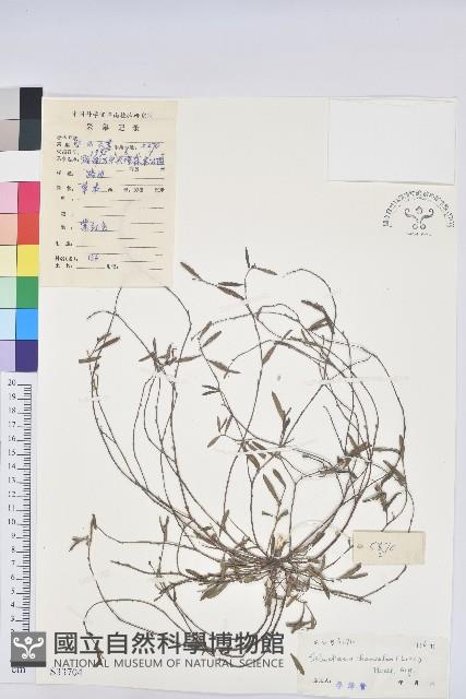 地楊桃藏品圖，第1張