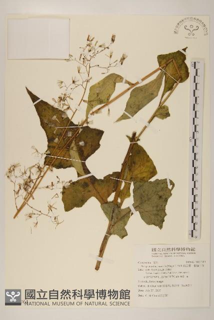 山苦藚、假福王草藏品圖，第1張