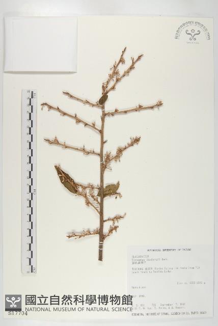 鄧氏胡頹子藏品圖，第1張