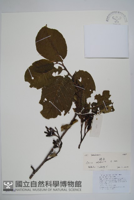 尼泊爾赤楊藏品圖，第1張
