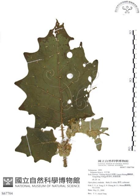 羊不食、毛茄藏品圖，第1張