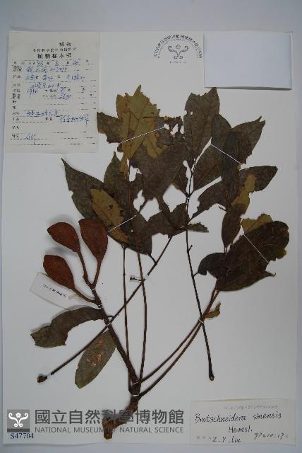 鐘萼木藏品圖，第1張