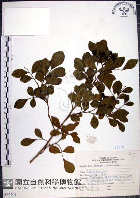 月橘藏品圖，第1張