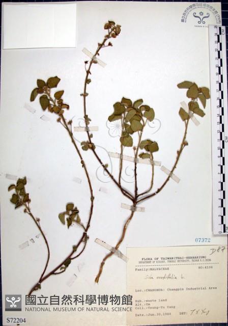 圓葉金午時花藏品圖，第1張