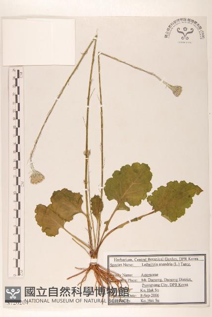 大丁草藏品圖，第1張