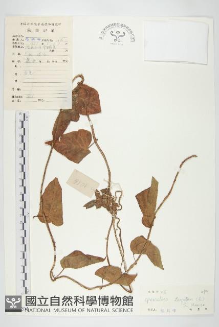 盒果藤藏品圖，第1張