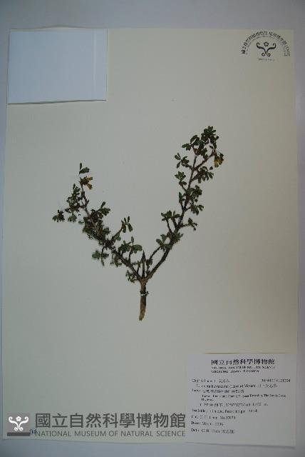 川上氏忍冬藏品圖，第1張