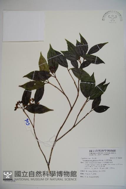 玉山糯米樹、狹葉糯米樹藏品圖，第1張