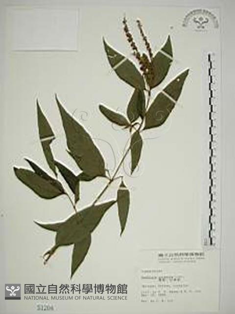 揚波、白埔姜、駁骨丹藏品圖，第1張