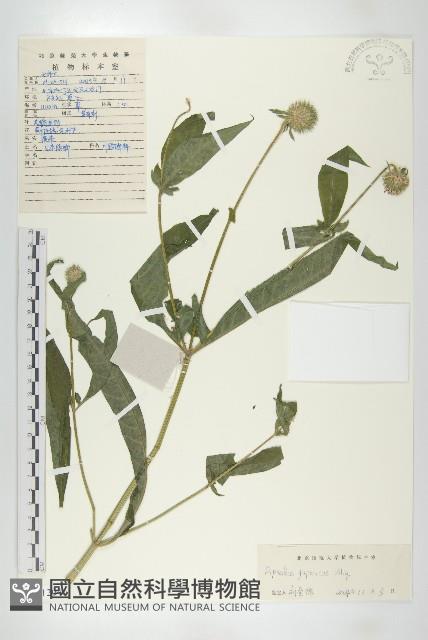 續斷藏品圖，第1張