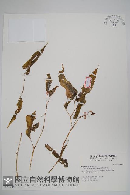 臺灣秋海棠藏品圖，第1張