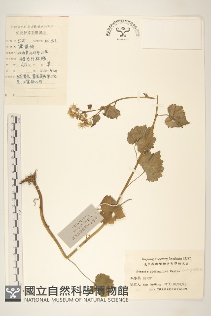蒲兒根藏品圖，第1張