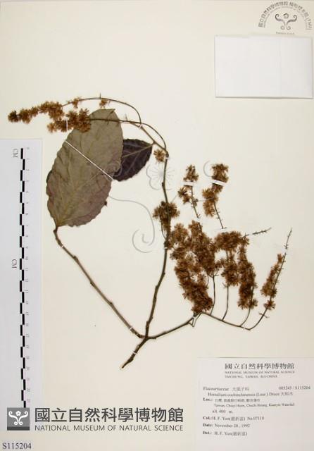 天料木藏品圖，第1張