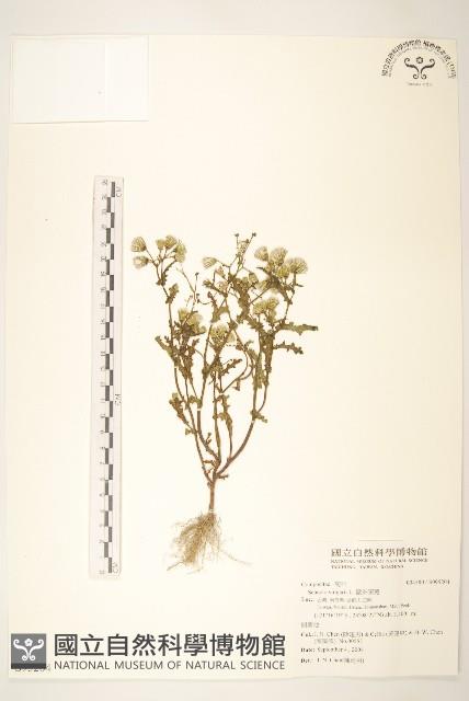 歐洲黃菀藏品圖，第1張