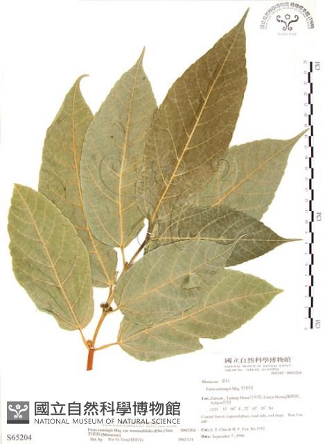 對葉榕藏品圖，第1張