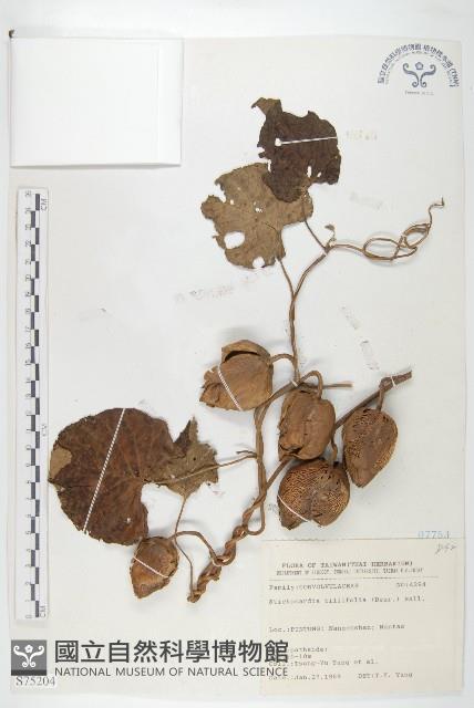 大萼旋花藏品圖，第1張