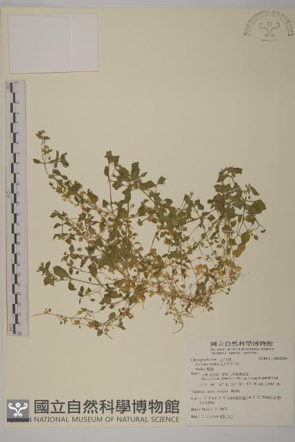 繁縷藏品圖，第1張