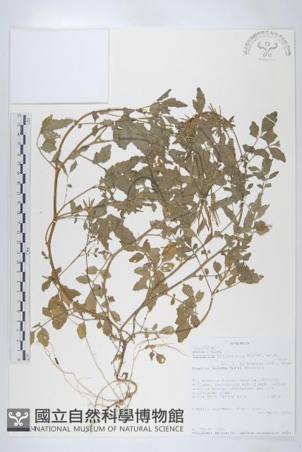 登錄號:S094204藏品圖，第1張