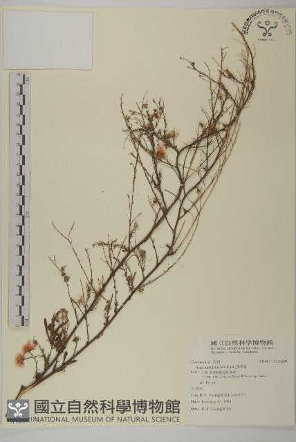 掃帚菊藏品圖，第1張