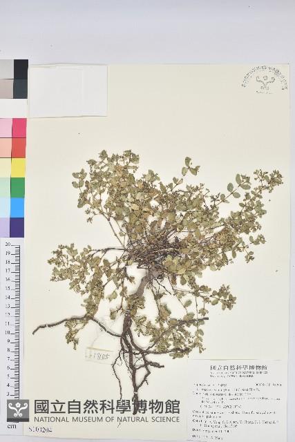 濱大戟藏品圖，第1張