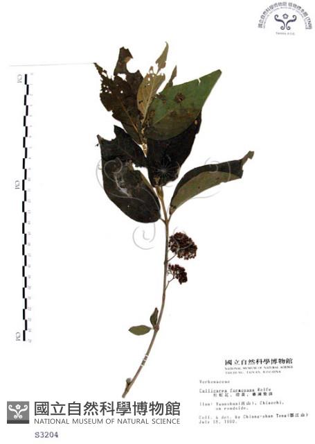 Formosan beauty-berry Collection Image